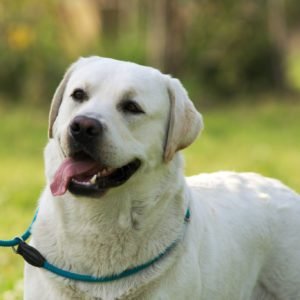 labrador testa gialla