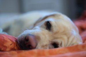 obesità del labrador
