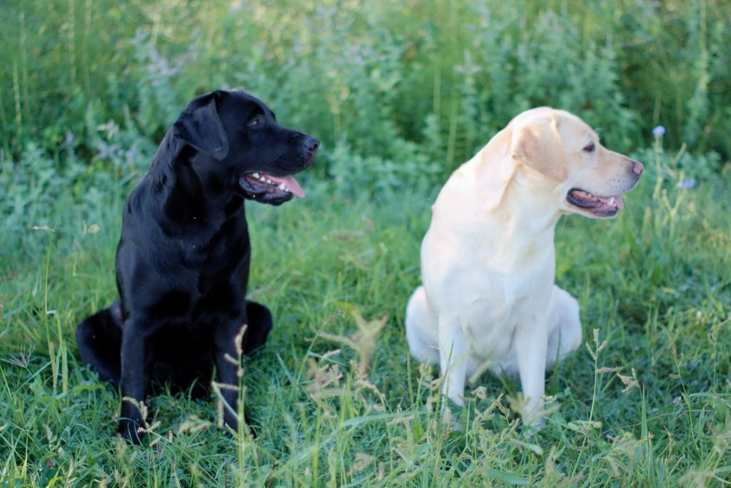 bellissimo pelo nei retriever
