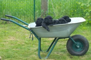 prezzo di un labrador i cuccioli di razza quanto si devono pagare?