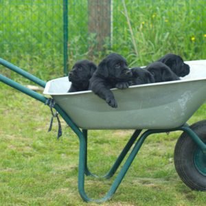 cuccioli di labrador prezzo