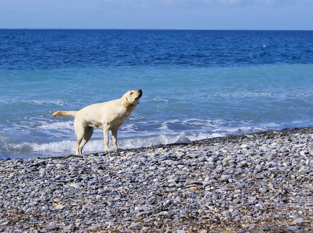 labrador in viaggio al mare