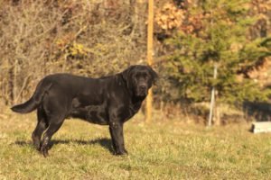 Caratteristiche del Labrador retriever
