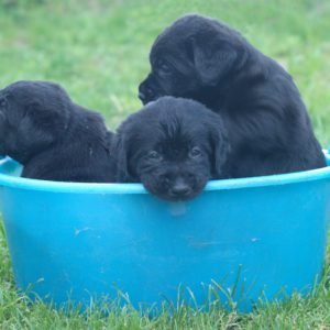 Prevenzione dalle malattie genetiche dei labrador