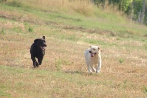 Labrador cane per molti ma non per tutti