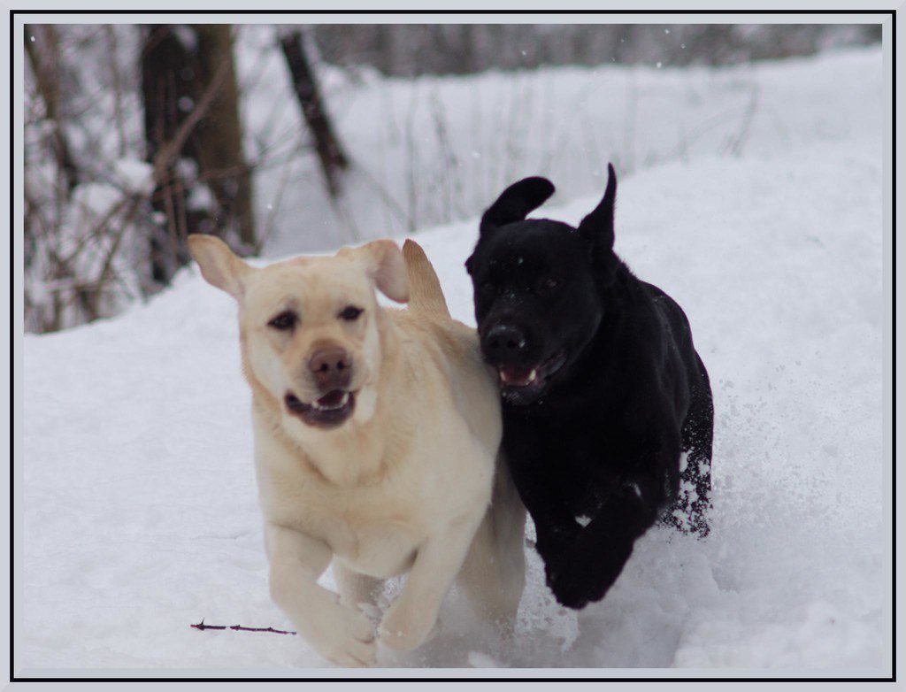 la salute articolare dei retriever